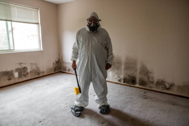 Best Black Mold Removal  in Centerville, MN